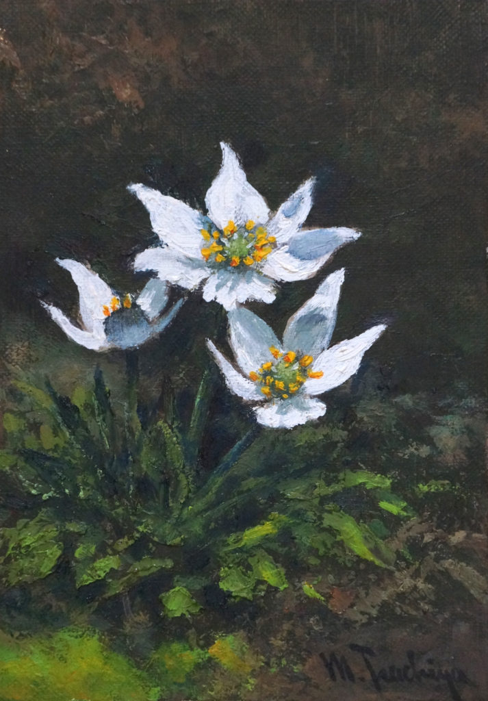 「ハクサンイチゲ」SM