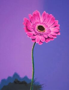 「ガーベラ一本」F6